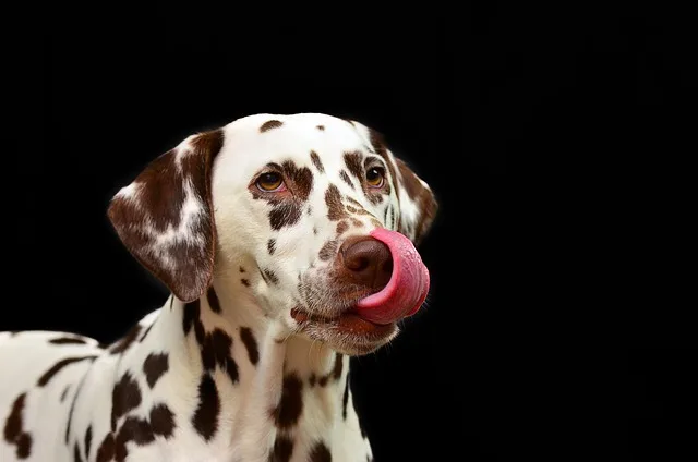 A beautiful dog showing affection for its owner by licking