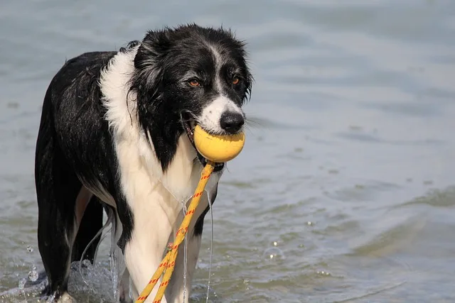 A black and white dog with red eyes standing in the water with a toy