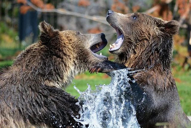 Two male brown bears fighting and showing their power in the water