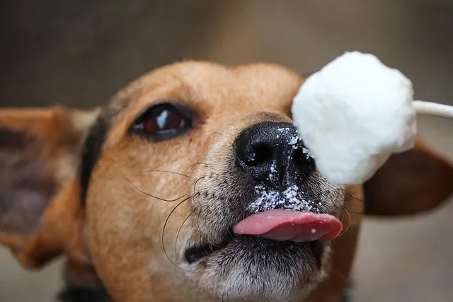 A dog showing intense love for licking salt and sugar
