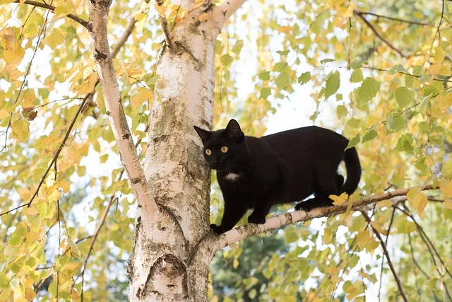 How to Get Cat Out of a Tree: A black cat feeling uneasy on a tree