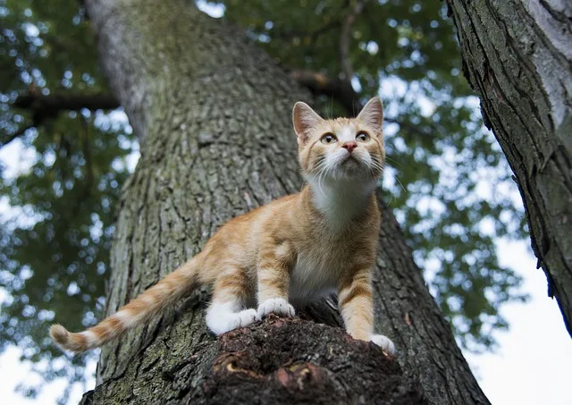 A cat feeling uncomfortable on a tree while jumping down