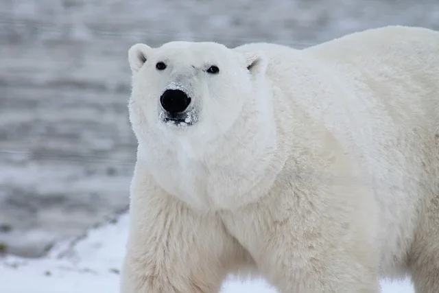 A polar bear with a smiling face standing on the ice and looking toward you
