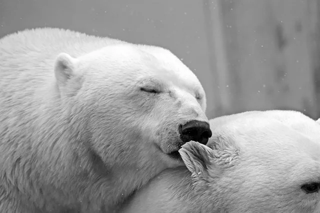 A polar bear cuddling with other bear near the icy mountains