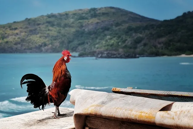A red rooster crowing all day on an island