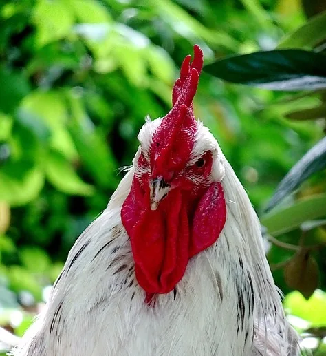 A white rooster standing in a lawn facing you in excitement