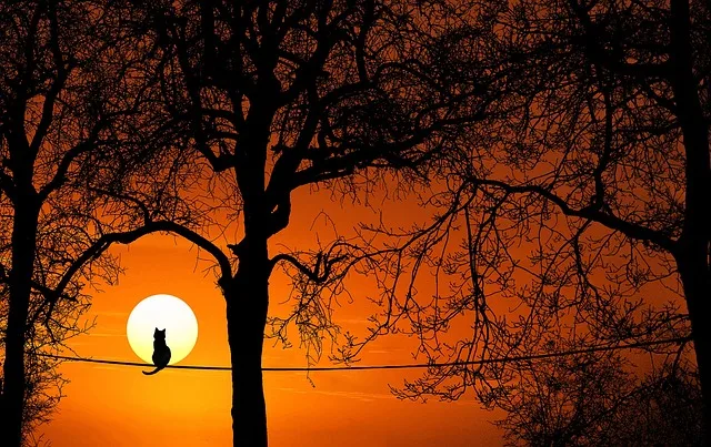 A cat sitting on a wire near a tree is observing the sunset