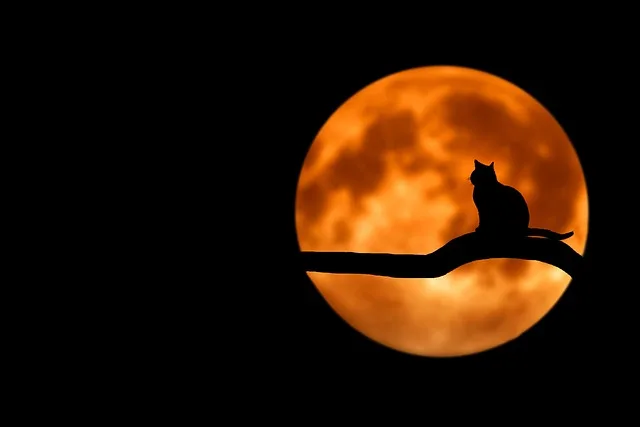 A lonely cat on a tree observing the moon in the sky at night