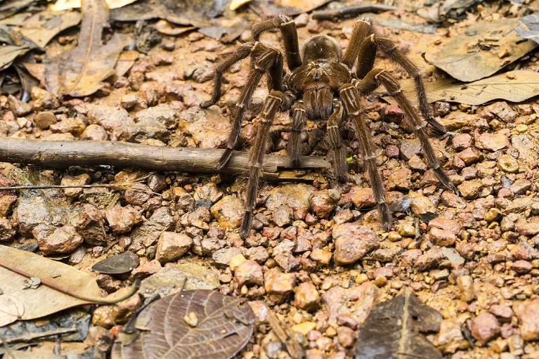 The biggest spider in the world with enormous legs