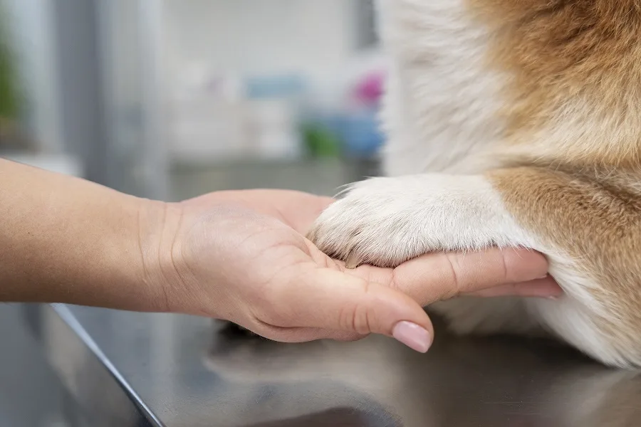 Best 7 Steps for A Comprehensive Guide: A cat feeling confident with the Veterinarian