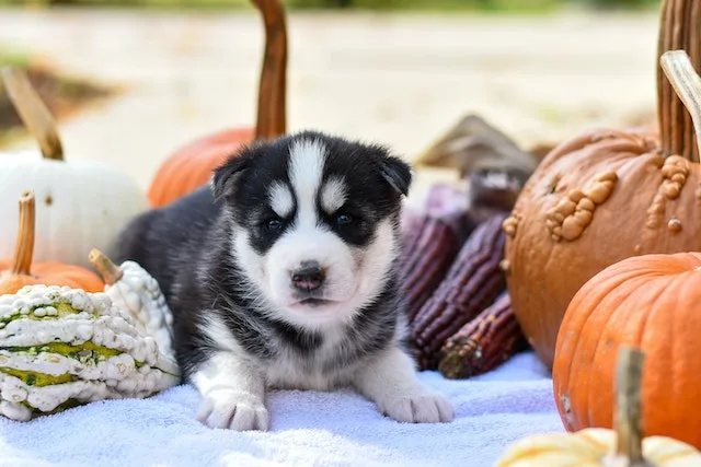 A husky is sitting with several pumpkins surrounding him on the bed