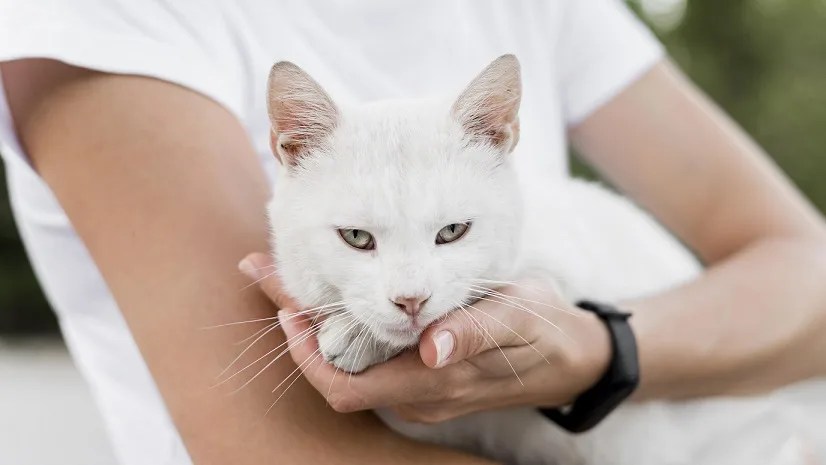 A white cat feeling satisfied on the lap of the owner