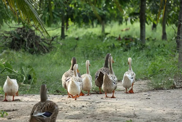 A number of ducks walking freely in the forest