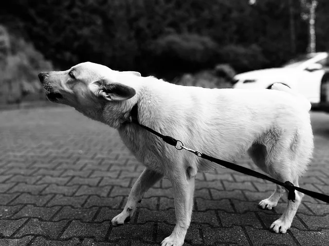 A dog with an owner barking at the others on the road