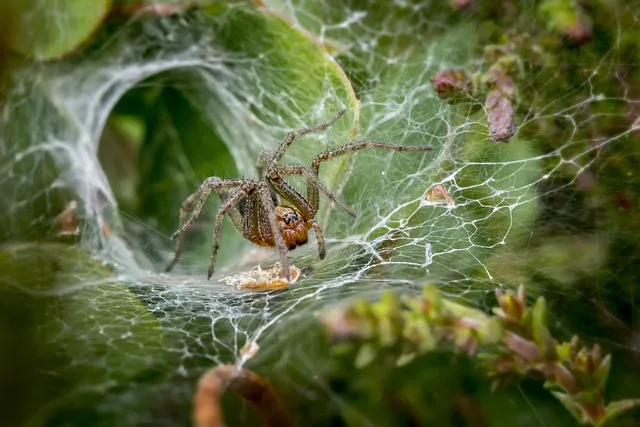 A spider preparing a nest to capture its prey