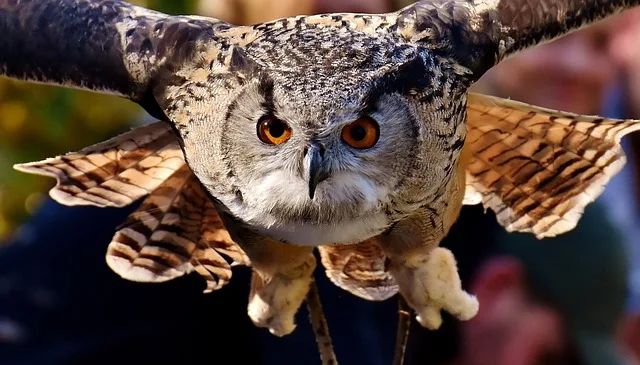 An owl showing flight with no sound