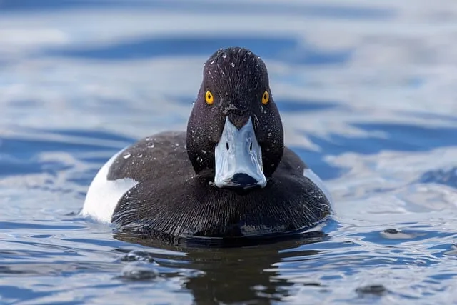 A black and white duck with an angry look in the water