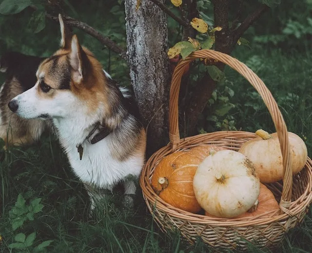A dog is sitting and thinking about eating pumpkin for dog diarrhea