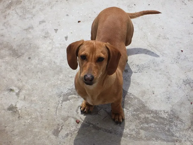 A dog looking for some good answers to the most frequently asked questions