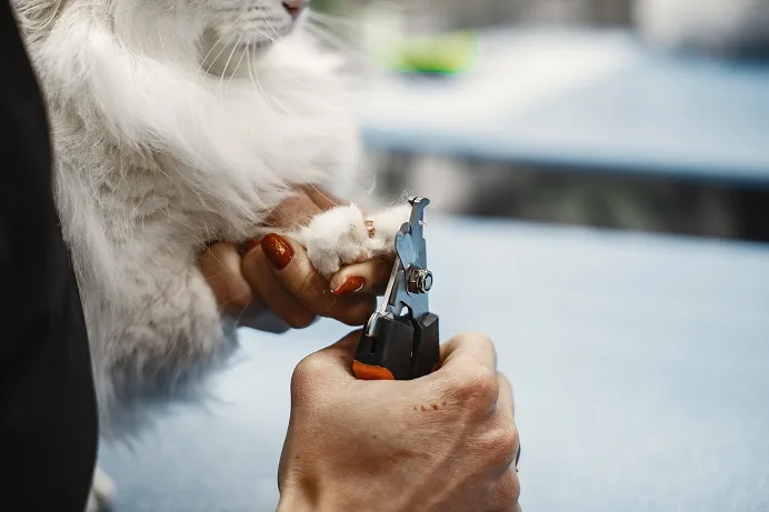 A veterinarian with a nail clipper for trimming cat nails