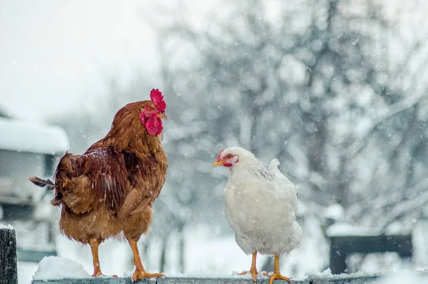 A pair of chickens standing on the wall in the winter