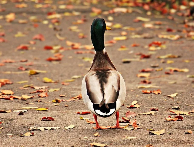 The mischievous duck in search of items for stealing