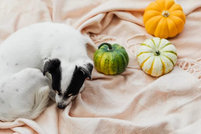 How pumpkin works to ease diarrhea: A dog sitting besides a pumpkin on a bed