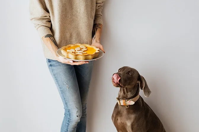 How to Use Pumpkin for Dog Diarrhea: A women giving her dog pumpkin in a dish