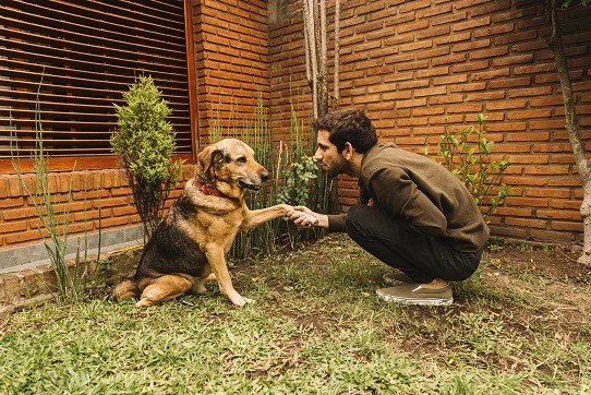 An owner is trying to give positive encouragment to his dog