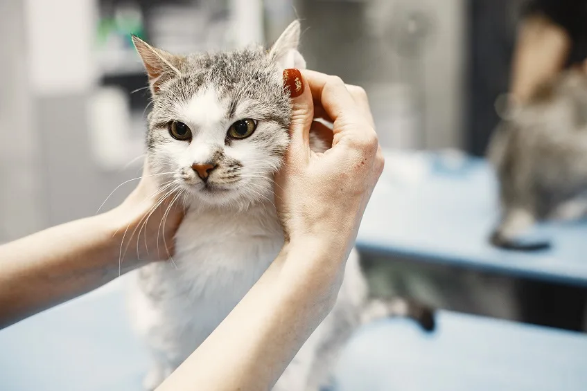 A veterinarian is preparing a cat for nail trimming