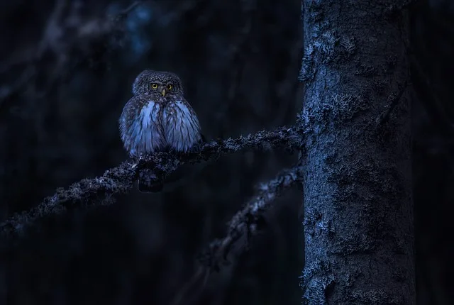 An Eurasian pygmy owl sitting on a tree branch in the night