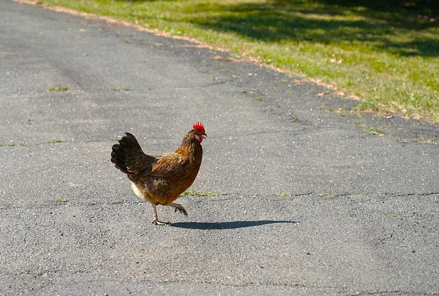 A chicken crossing the road in a hurry