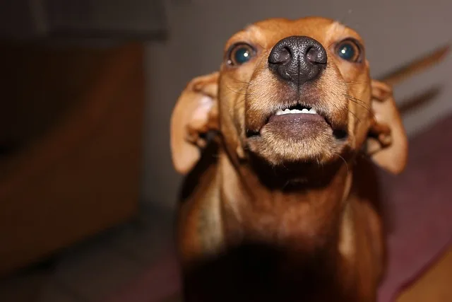 A brown-colored dog started to growl at the owner