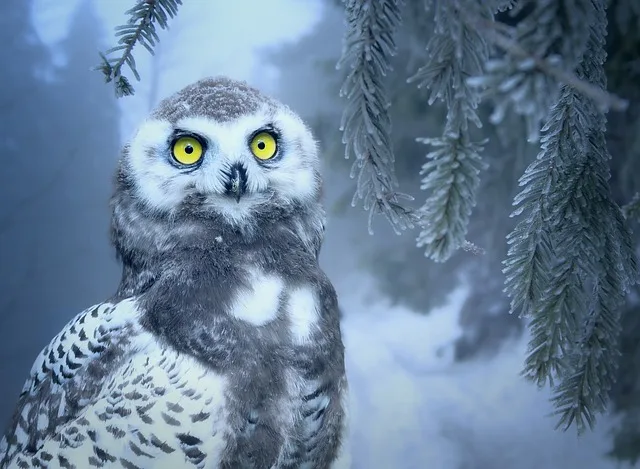 A snow owl sitting on a tree branch and looking toward you