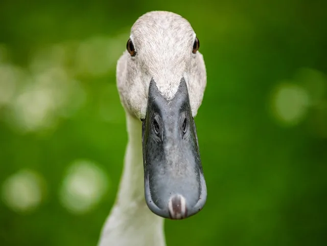 A white beautiful mischievous duck looking toward you