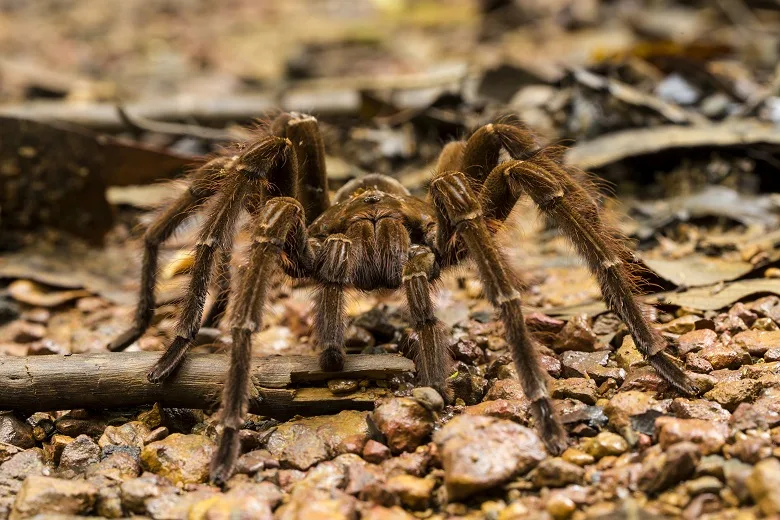 What Is the Biggest Spider in the World: Goliath bird-eating spider