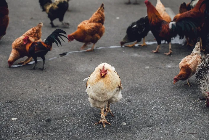 A flock of chicken crossing the road as a joke