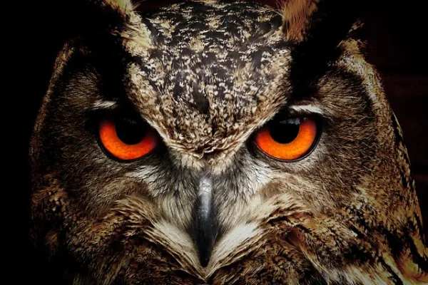 Why is the owl a symbol of wisdom: An owl is looking towards you in a serious look