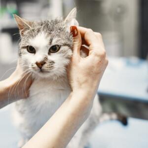 How to Get Rid of Cat Dandruff